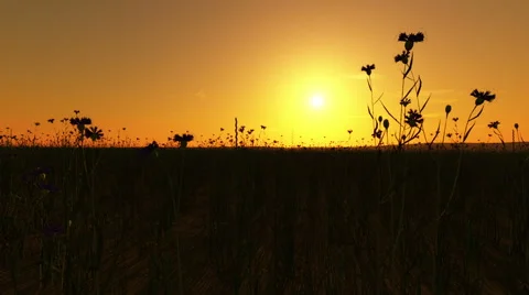 Sunset Cornfield Stock Footage 49048748