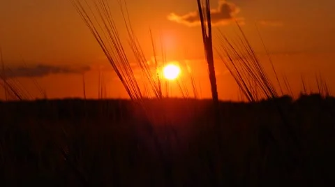 Sunset in cornfield Stock Footage 51905442
