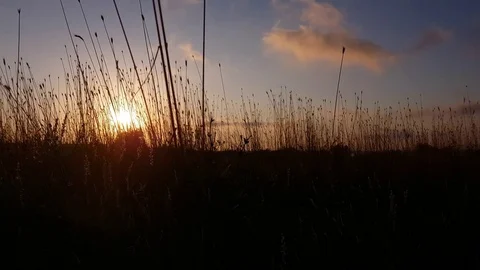 Sunset In The Cornfield Stock Footage 79049118