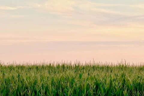 Sunset Cornfield Sky Stock Photos