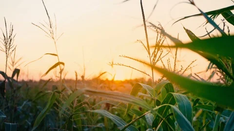 Sunset at cornfield. The sun sets over the horizon. Agriculture. Stock Footage 95226521