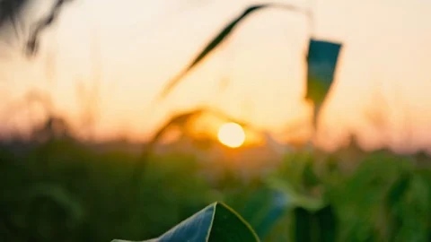 Sunset at cornfield. The sun sets over the horizon. Agriculture. Stock Footage 95227245