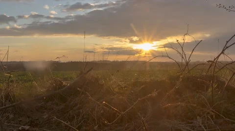 Sunset on cornfield timelapse Vídeos de archivo 61392724