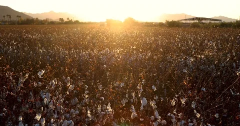 Sunset at Cotton Field Stock Footage 121602015