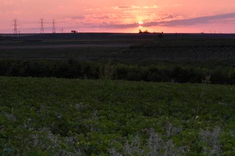 Sunset with cotton field in foreground Stock Photos