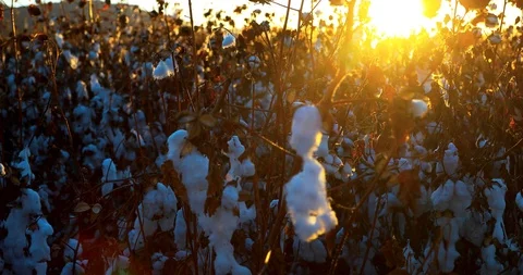 Sunset at a Cotton Plantation Stock Footage 121735760
