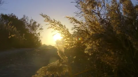 Sunset country road 動画素材 259548174
