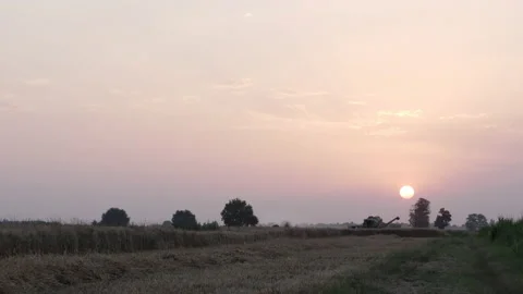 Sunset countryline in wheat fields with harvester Stock Footage 186018853