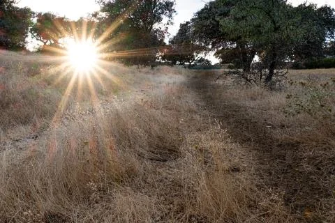 Sunset in the countryside among dry grass. Stock Photos