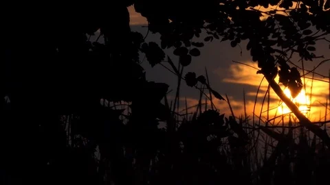 Sunset in the countryside among the trees Video stock 116502957