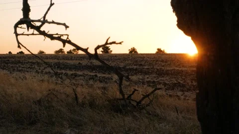 Sunset in countryside field with old tree. Sun beams flash by branches Stock Footage 136101264