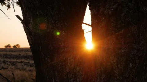 Sunset in countryside field with old trees wild grass. Evening rural scene 4K Stock Footage 136154183