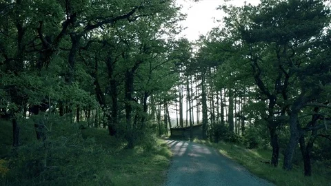 Sunset in the countryside shining through pine trees on a peaceful road Stock-Footage 81146923