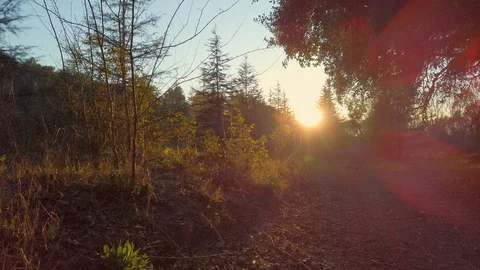Sunset at countryside from unde a tree view Stock Footage 129430559