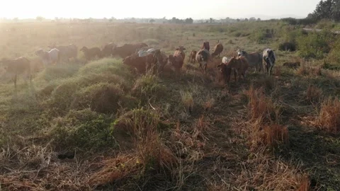 Sunset cow eating straw in rice field traditional beef industry Stock Footage 145350562