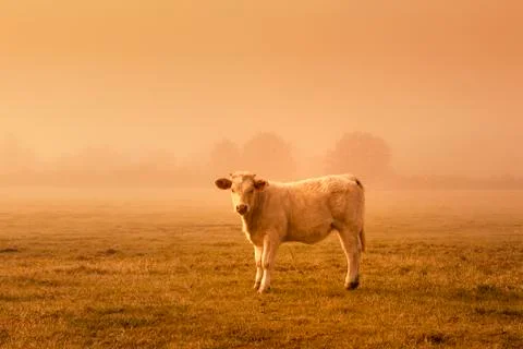 Sunset cow Stock Photos