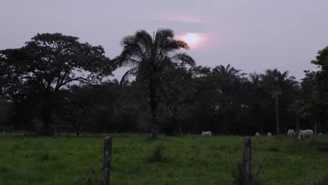 Sunset with Cows and Silhouetted Trees, Serene Rural Landscape Video stock 302917072