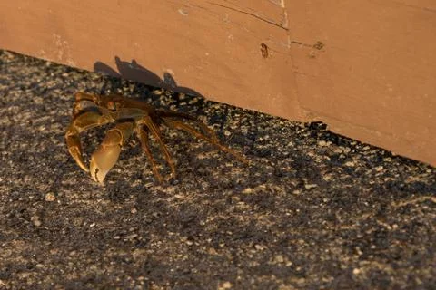 Sunset Crab Stock Photos
