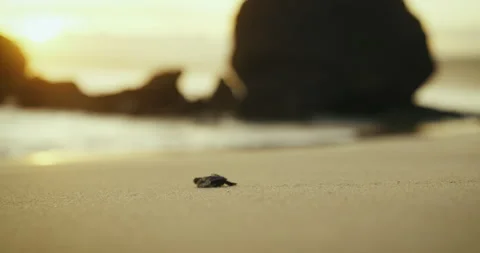 SUNSET CRAWLING TURTLE  Stock Footage 246845747