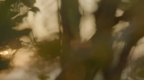 Sunset creates beautiful flares in the woods Stock Footage 41329793