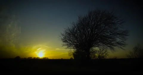 Sunset Creates Tree Silhouette Stock Footage