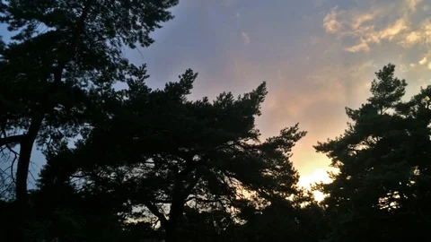Sunset creeps through darkened Pine trees in the evening Stock Footage 93866842