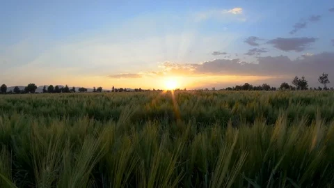 Sunset in crop field Stock Footage 108692734
