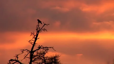 Sunset crow 1 Stock Footage 8917557