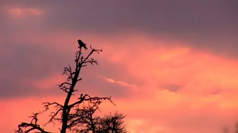 Sunset crow 2 Stock Footage 8917558