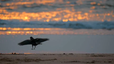 At sunset, the crow jumps on the sand next to the sea, takes off a few meters  Stock Footage 108130790