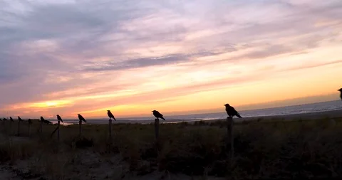 At sunset the crows sit upon the fence to watch all those who cycle and Stock-Footage 98723925