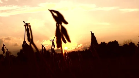 Sunset on a CU of GMO soybeans ripening in a midwest farm field Stock-Footage 99711559