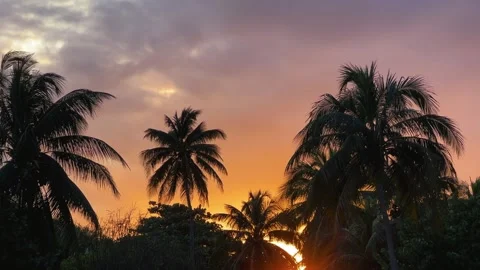 Sunset in Cuba on the background of palm trees. Stock Footage 267978447