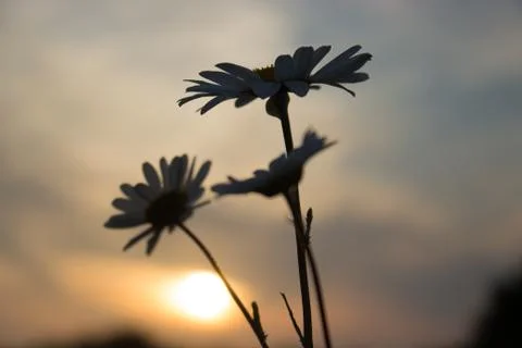 Sunset Daisy Trio Stock Photos