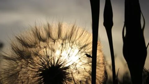 Sunset in a dandelion Foto stock