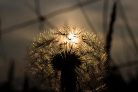 Sunset Dandelion 库存照片