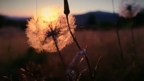 Sunset Dandelion Seedhead Field. Stock Footage 306647991