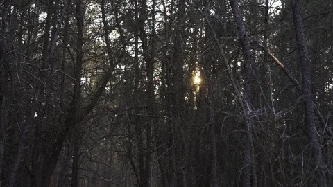 Sunset in a dark and dead pine forest Stock Footage 105975017