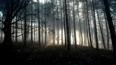 Sunset in the dark forest Stock Footage 84488478