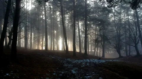 Sunset in the dark forest Stock Footage 84489056