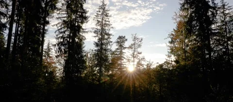 Sunset in dark forest Stock Footage 163455814