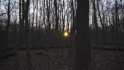 Sunset in a dark forest 動画素材 166860570