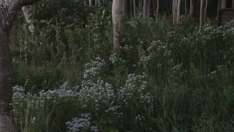 Sunset dark scene, wind and vegitation billowing in the forest Stock Footage 231003568