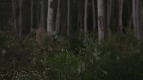 Sunset dark scene, wind and vegitation billowing in the forest Stock Footage 231003646