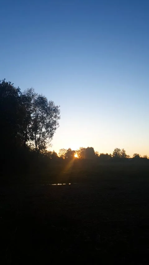 Sunset dawn on the horizon dense forest vertical. Orange ray sunlight horizon Stock Footage 346643516