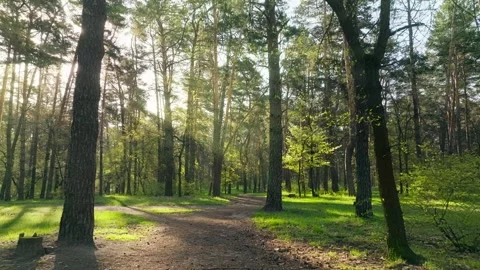 Sunset dawn park forest spring summer sun nature tree branch flowers Stock Footage 240097722