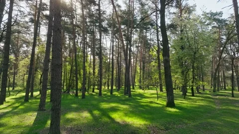 Sunset dawn park forest spring summer sun nature tree branch flowers Stock Footage 240103020