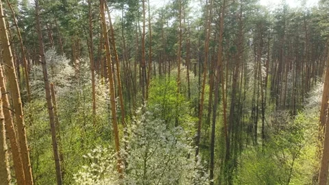 Sunset dawn park forest spring summer sun nature tree branch flowers Stock Footage 240110551