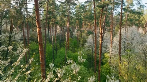 Sunset dawn park forest spring summer sun nature tree branch flowers Stock Footage 240113596