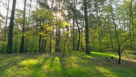 Sunset dawn park forest spring summer sun nature tree branch flowers Stock Footage 240398399